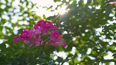 4k实拍唯美意境阳光照射在花卉风光意境视频的预览图